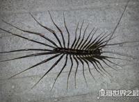 “草鞋底子”学名叫蚰蜒，传言能钻入耳朵寄生人体(假的)