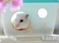 仓鼠的寿命有多长，平均2-3年(寿命最长的仓鼠品种介绍)