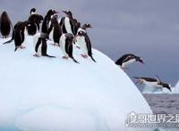 企鹅是鸟类吗，企鹅是唯一会游泳但是不会飞的鸟类