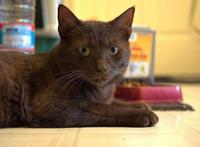 世界上智商最高的猫，哈瓦那猫可以迅速记住自己的名字