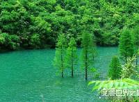 中国十大珍稀植物，国家一级保护植物(植物界的“活化石”)