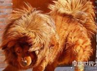 世界上十大恶犬，公认最凶狠的狗再次上榜（藏獒）