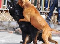 世界上最凶猛的狗，为战斗而生的比特犬(极具野性)