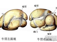 牛有几个胃？有4个别再以为是1个(常吃的牛百叶就是牛胃)