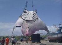 世界上最大的淡水鱼，巨型黄貂鱼(长达4.3米/重726斤)