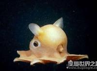 最可爱的章鱼，小飞象章鱼(长得有趣会发光)