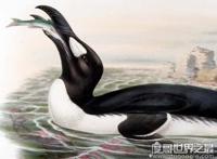 北极有企鹅吗，北极大企鹅因为人类的捕猎(在1844年就灭绝了)