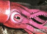 巨型大王乌贼图片大全，出航1000次才终于拍到罕见身姿