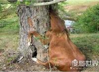 世界上有食人树吗，印尼食人树奠柏只是传闻(并不存在)