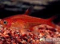 世界十大最奇特的鱼，喷火鱼能喷出3米长火焰