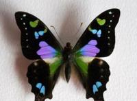 世界上最毒的蛾子，多尾凤蛾(最毒的蝴蝶长翅凤蝶)