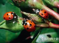 七星瓢虫吃什么，许多瓜果农作物的害虫都是它们的食物
