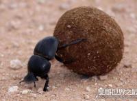 自然界中力气最大的昆虫，屎壳郎(能推动比身体重1000倍的物体)
