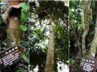 世界上最毒的树木，箭毒木(又名见血封喉树/有剧毒)