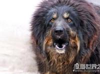 世界上最奇葩的狗排名，大多性格凶狠（藏獒名列其中）