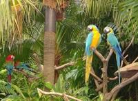 世界上寿命最长的鸟 金刚鹦鹉