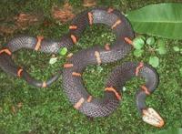 世界上最让人头疼的蛇，喜玛拉雅白头蛇绝食至死