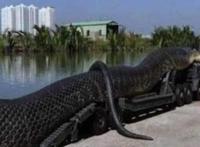 100米长巨型蟒蛇事件真相，假的(目前最大的蛇14.85米)