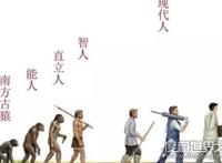 世界上动物智商排名，最高级动物最聪明（人类）