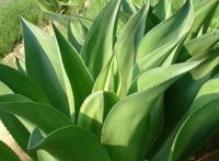 世界上最神奇的植物，龙舌兰八年一结果果子重达上百斤(种植费力)