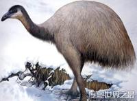 世界上最大的鸟，恐鸟(高3.6米/重250千克)