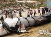 世界十大巨型淡水鱼排名，喀纳斯湖15米巨型哲罗鲑最大