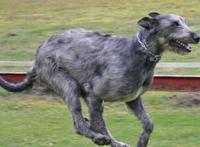 世界上最高的犬种，爱尔兰猎狼犬能捕杀野狼