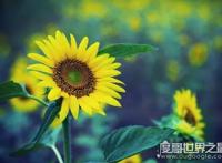 向日葵传播种子的方法，在成熟后自然脱落(也会借助风力和动物)