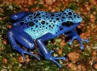 世界上最毒的青蛙排名，黄金箭毒蛙乃青蛙中的第一毒王