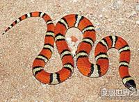 世界上最受欢迎的宠物蛇，牛奶蛇(无毒有益/酷似剧毒珊瑚蛇)