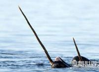 独角鲸的角居然是牙齿，揭秘独角鲸的长牙之谜