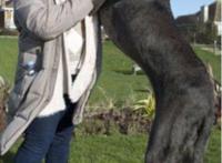 世界上最大的狗不是大乔治，英国巨犬Freddy体长超姚明