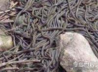 中国八三年蛇灾什么原因，导致群蛇聚集（发大洪水所致）