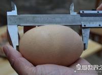 世界上最大的鸡蛋有多大，长7.7厘米重320克（创世界纪录）
