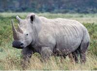 濒危动物有哪些？世界和中国濒危动物盘点(白犀牛仅一头)