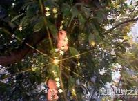 西游记人参果树下藏着什么，每个人参果体内都有一个生灵(图片)