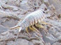 海蟑螂其实不是蟑螂，是一种可以吃的小虫子