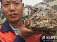 太岁是什么东西，一种叫肉灵芝的生物（可食用补身体）