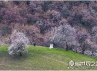 中医杏林妙术是谁提出的，杏林指什么(杏林是中医学界的代称)