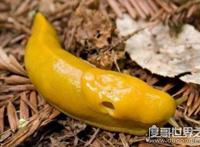 世界上十大最慢的动物，香蕉鼻涕虫每小时仅移动0.2英里（靠肌肉收缩移动）