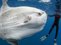 翻车鱼的死法太残忍了，海洋里最惨的鱼（游泳很差）