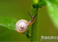 蜗牛有多少颗牙齿，总共25600颗(乃世界上牙齿最多的动物)