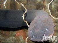 电鳗能电死人吗？800伏电压能将人电晕(电死要看电流强弱)