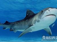 海洋里的霸主，世界十大怪异鲨鱼分别是哪些（生性凶残）