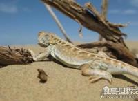 罗布泊恐怖生物照片记录，沙漠中出现不明生物(有可能是变种蜥蜴)