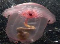 世界上最稀奇的十种生物，一种也没见过（稀奇古怪）