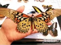 世界上最毒的蝴蝶，非洲长翅凤蝶(一只蝴蝶可毒死6只家猫)