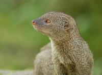 蛇的天敌蛇獴也叫蛇玝，免疫蛇毒能咬死眼镜蛇