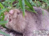 直播弹幕中卖竹鼠是什么梗，其实就是带节奏