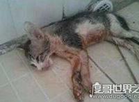 微波炉虐猫事件，男子残忍将猫放入微波炉活活烤死